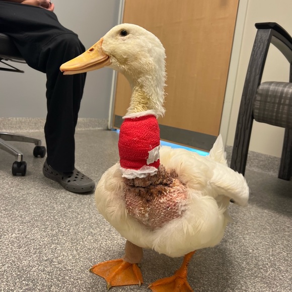 ❤Southern Oaks Sanctuary-All Sales Support our Non-Profit❤ - Picture 10 of 16